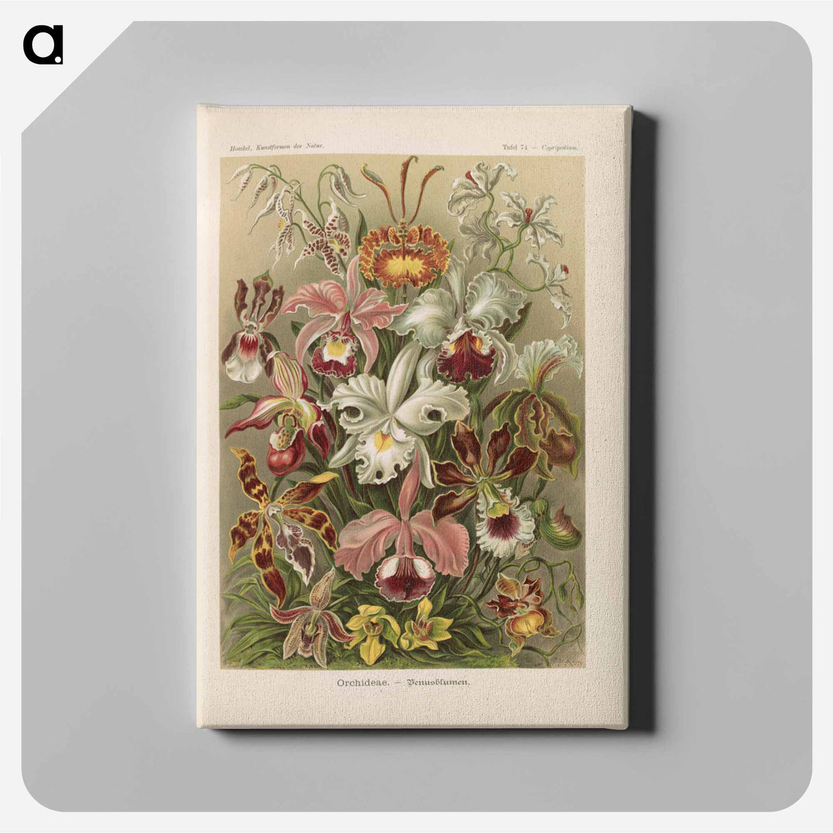 Flowers illustration from Kunstformen der Natur - エルンスト ヘッケル Canvas.