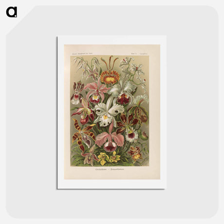 アートポストカード-Flowers illustration from Kunstformen der Natur - エルンスト ヘッケル Postcard.
