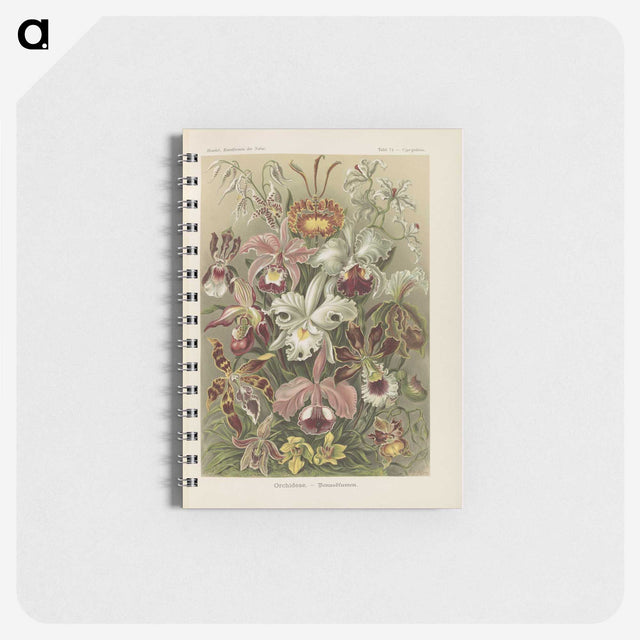 1-22_Ernst-Haeckel_memo