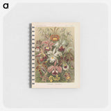 アートメモ帳-Flowers illustration from Kunstformen der Natur - エルンスト ヘッケル Memo.