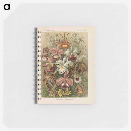 アートメモ帳-Flowers illustration from Kunstformen der Natur - エルンスト ヘッケル Memo.