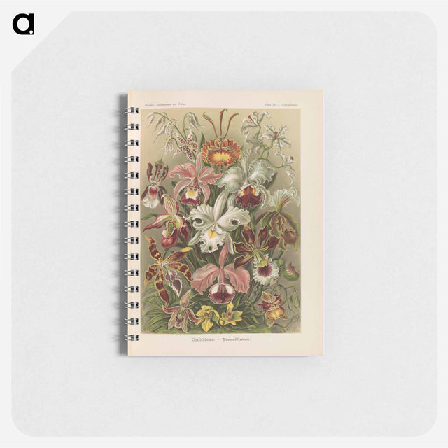 アートメモ帳-Flowers illustration from Kunstformen der Natur - エルンスト ヘッケル Memo.