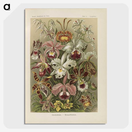1-22_Ernst-Haeckel_picture-crop