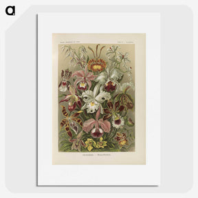 1-22_Ernst-Haeckel_picture