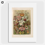 Flowers illustration from Kunstformen der Natur - エルンスト ヘッケル Poster.