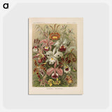 アートポストカード-Flowers illustration from Kunstformen der Natur - エルンスト ヘッケル Postcard.