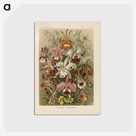 アートポストカード-Flowers illustration from Kunstformen der Natur - エルンスト ヘッケル Postcard.