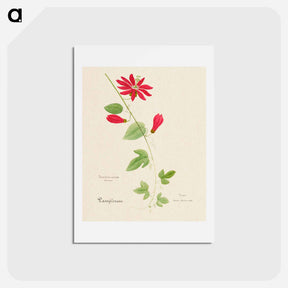 アートポストカード-Red Granadilla
 - サボテン科 Postcard.