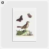 1-22_George-Edwards_hagaki