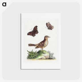 アートポストカード-The Lark and the Butterfly
 - ジョージ エドワーズ Postcard.