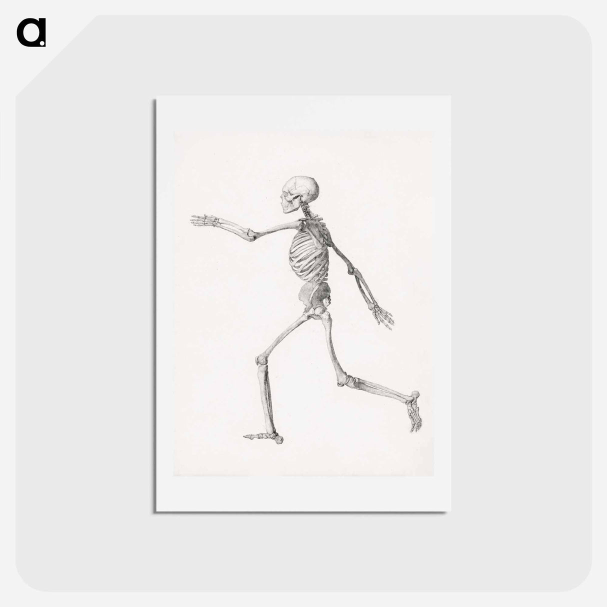アートポストカード-Human Figure, Lateral View
 - ジョージ スタッブス Postcard.