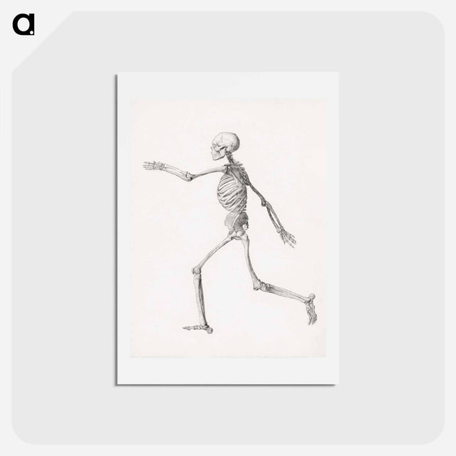 アートポストカード-Human Figure, Lateral View
 - ジョージ スタッブス Postcard.