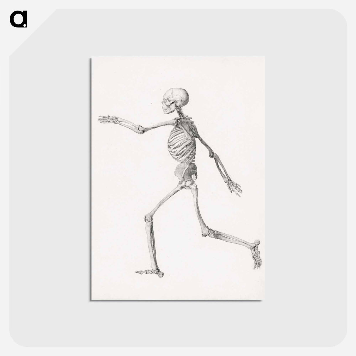 アートポストカード-Human Figure, Lateral View
 - ジョージ スタッブス Postcard.