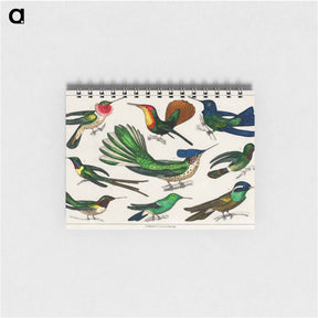 アートメモ帳-Birds from Animated Nature
 - ゴールドスミスの生き生きとした自然 Memo.