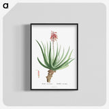 1-22_Histoire-des-Plantes-Grasses_blk-crop