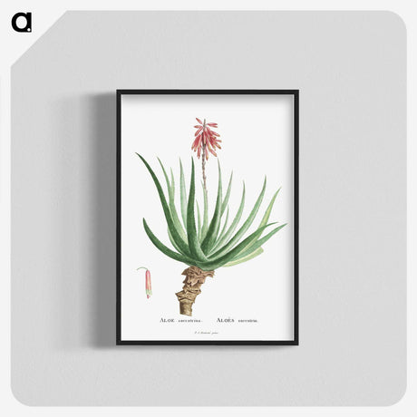 1-22_Histoire-des-Plantes-Grasses_blk-crop