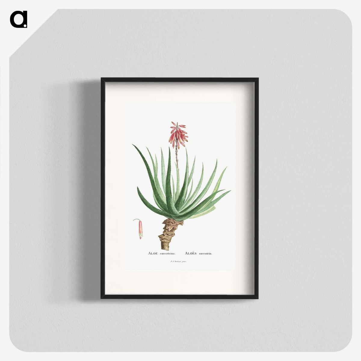 1-22_Histoire-des-Plantes-Grasses_blk