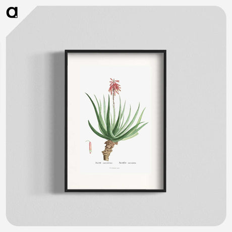 1-22_Histoire-des-Plantes-Grasses_blk