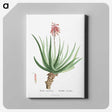 1-22_Histoire-des-Plantes-Grasses_canvas
