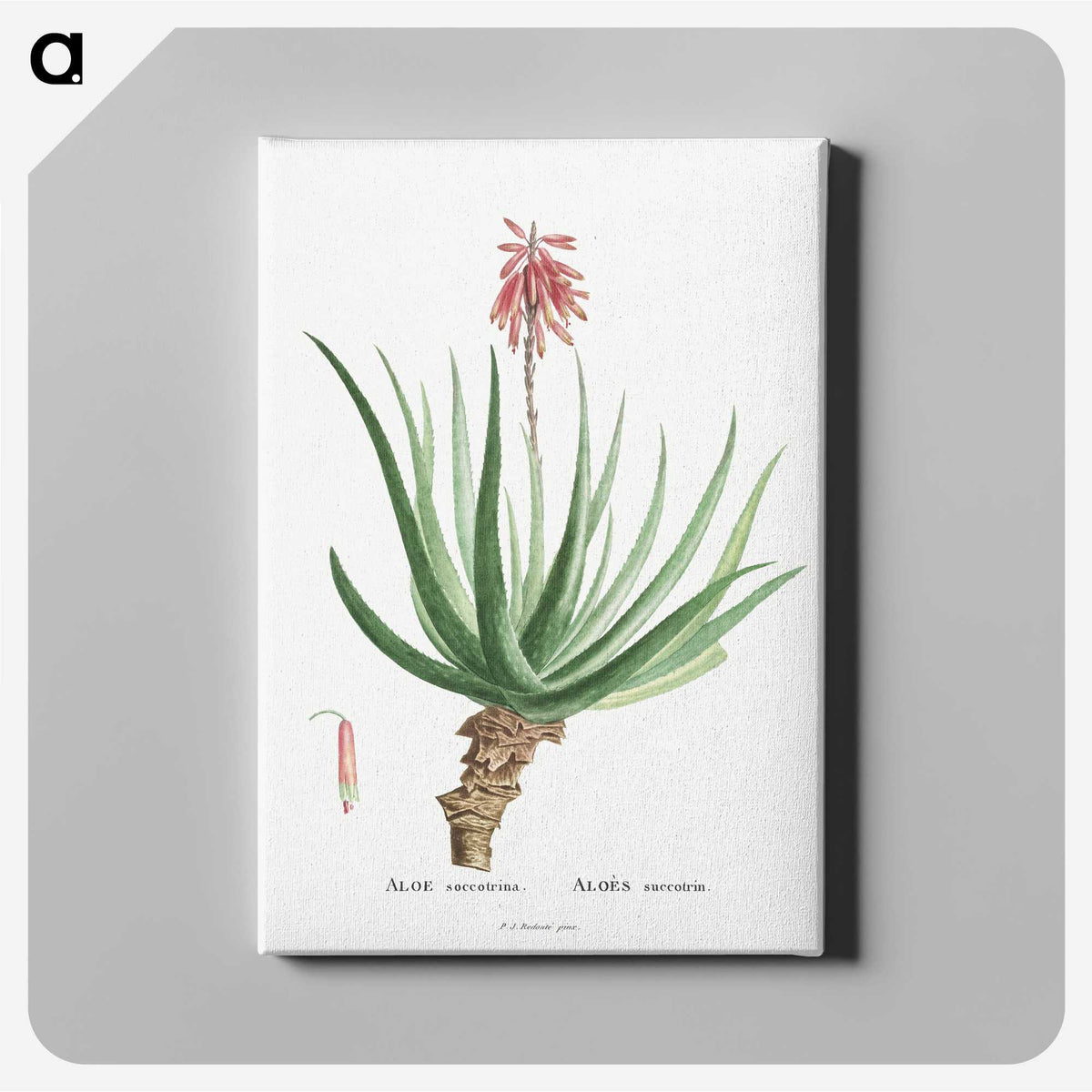 1-22_Histoire-des-Plantes-Grasses_canvas