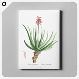 1-22_Histoire-des-Plantes-Grasses_canvas