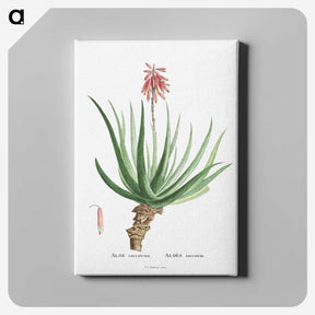 1-22_Histoire-des-Plantes-Grasses_canvas