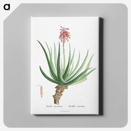 1-22_Histoire-des-Plantes-Grasses_canvas