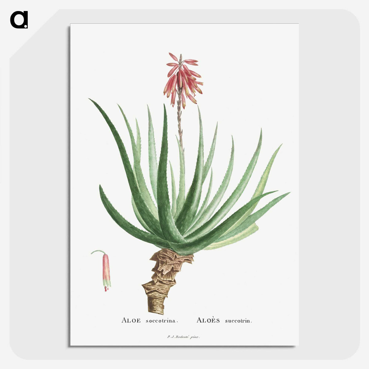 1-22_Histoire-des-Plantes-Grasses_picture-crop