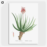 1-22_Histoire-des-Plantes-Grasses_picture-crop