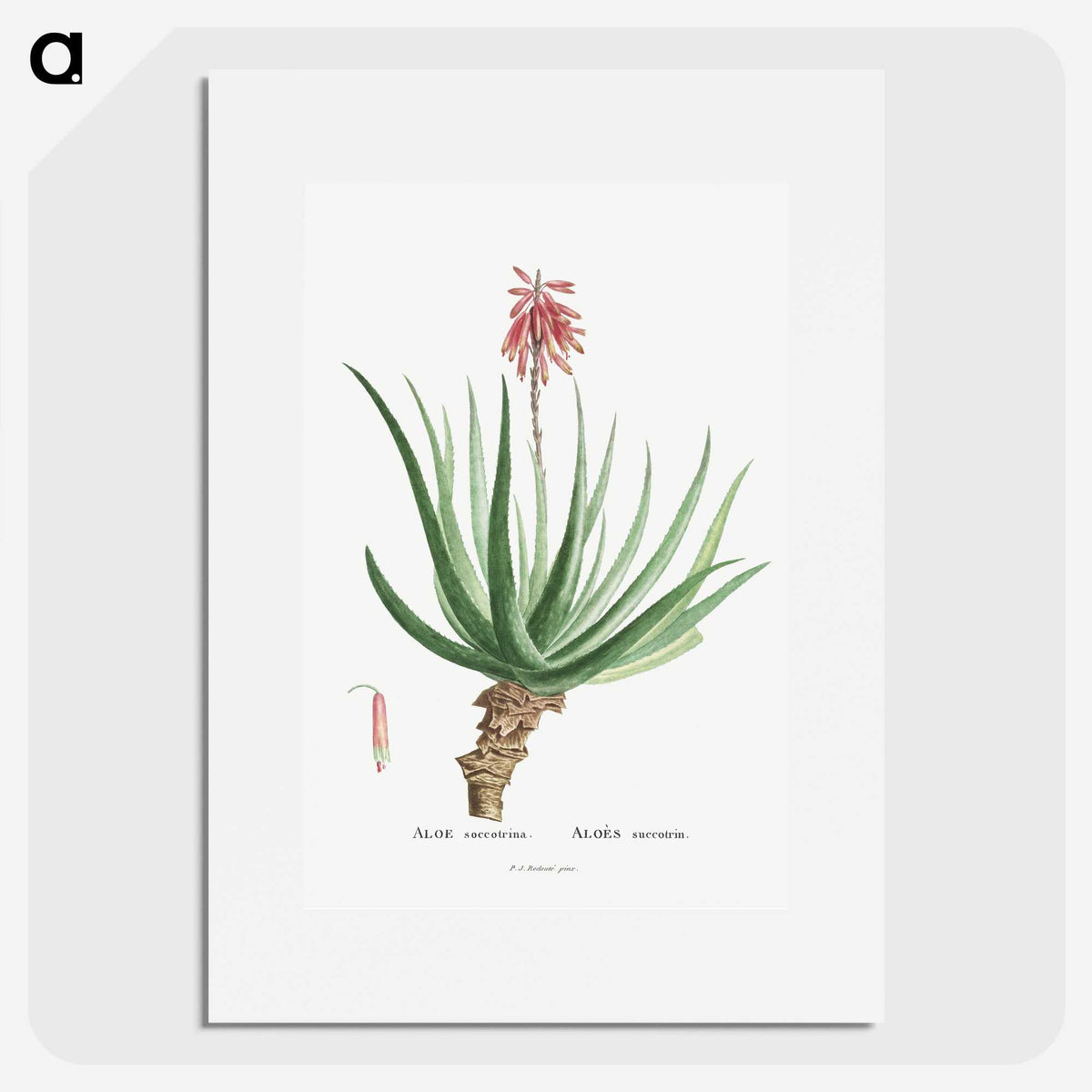1-22_Histoire-des-Plantes-Grasses_picture