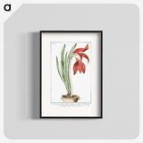 1-22_Hortus-Romanus-Botanical-Plates_blk