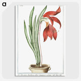 1-22_Hortus-Romanus-Botanical-Plates_picture-crop