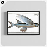 1-22_Ichtyologie-ou-Histoire-naturelle_blk-crop