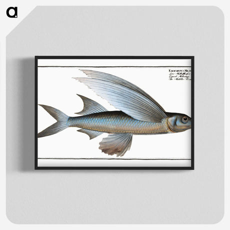 1-22_Ichtyologie-ou-Histoire-naturelle_blk-crop
