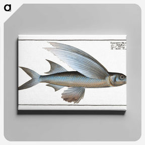1-22_Ichtyologie-ou-Histoire-naturelle_canvas