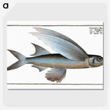 1-22_Ichtyologie-ou-Histoire-naturelle_picture-crop