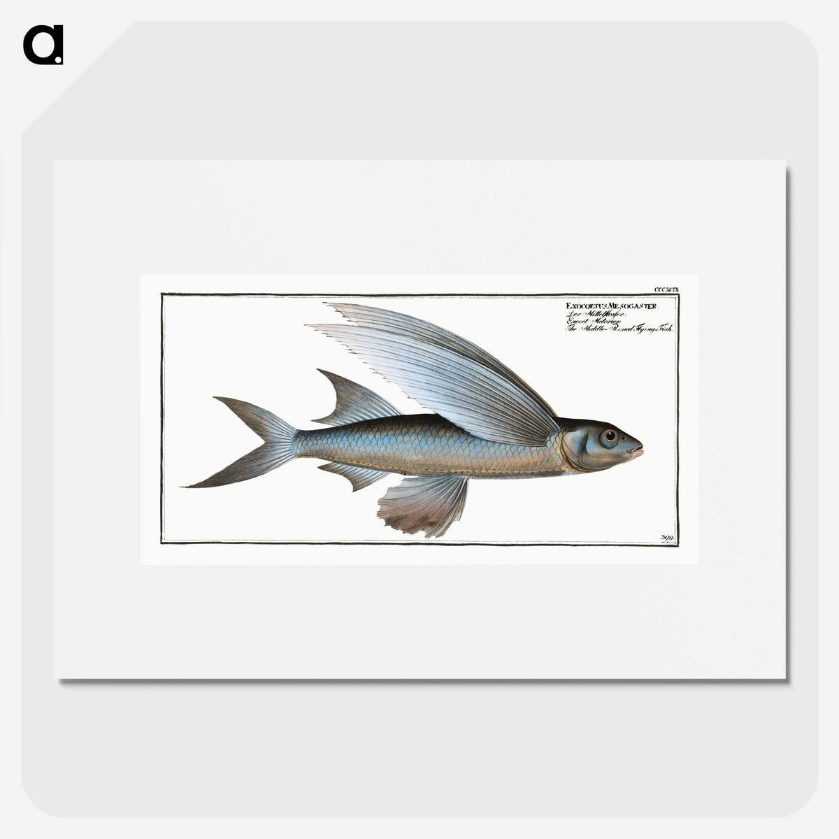 1-22_Ichtyologie-ou-Histoire-naturelle_picture