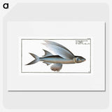 1-22_Ichtyologie-ou-Histoire-naturelle_picture