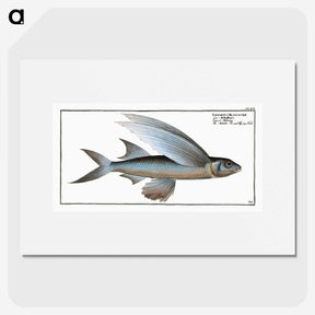 1-22_Ichtyologie-ou-Histoire-naturelle_picture