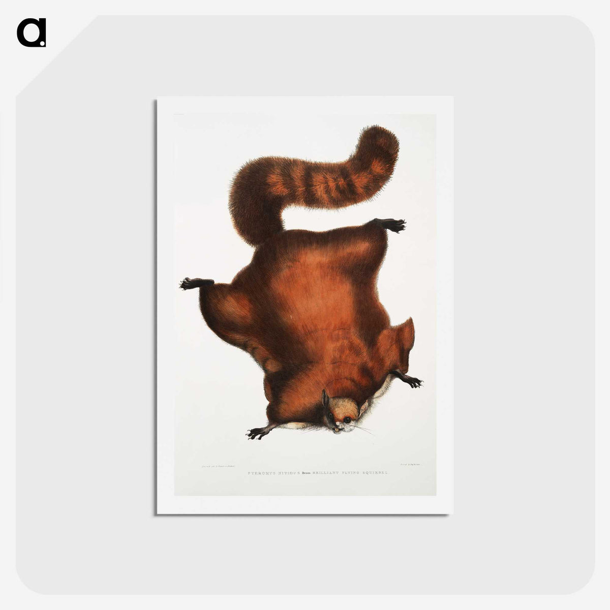 1-22_Indian-Zoology_hagaki