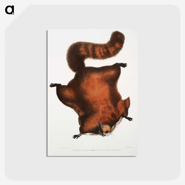 1-22_Indian-Zoology_postcard
