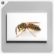 1-22_Insects-Unlocked-Project_canvas