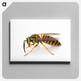 1-22_Insects-Unlocked-Project_canvas