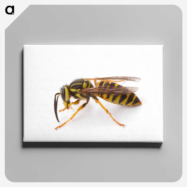 1-22_Insects-Unlocked-Project_canvas
