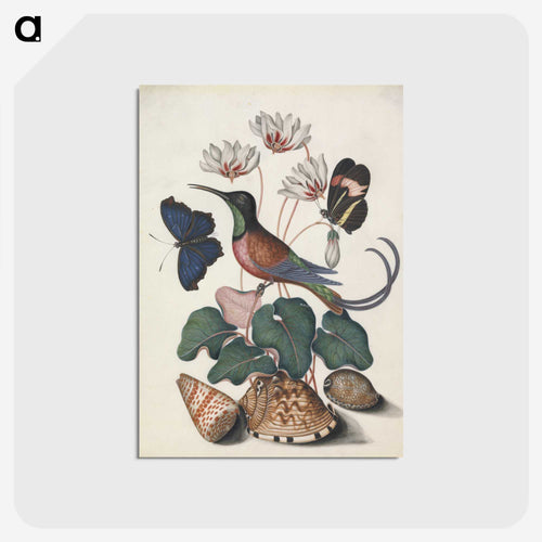 Crimson Topaz Hummingbird with Cyclamen and Butterflies
 - ジェームズ ボルトン Postcard.