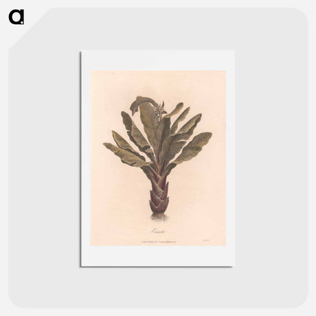 アートポストカード-Ensete
 - ジェームス ヒース Postcard.