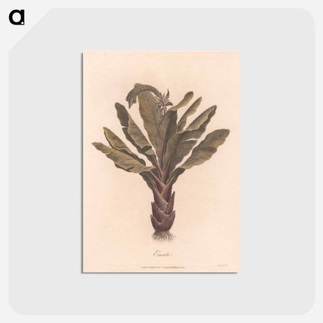 アートポストカード-Ensete
 - ジェームス ヒース Postcard.