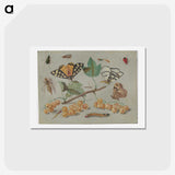 1-22_Jan-Van-Kessel_hagaki