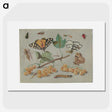 1-22_Jan-Van-Kessel_picture
