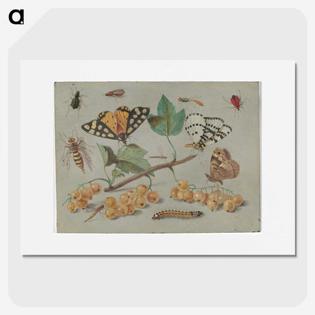 1-22_Jan-Van-Kessel_picture